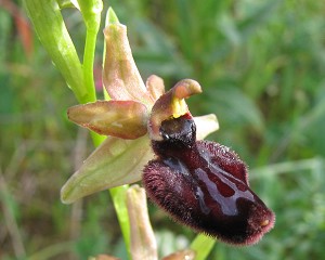 ogarganica.jpg