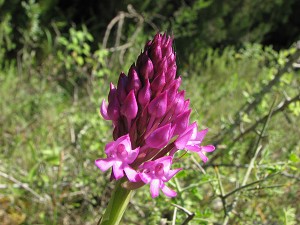 anacamptis_pyramidalis