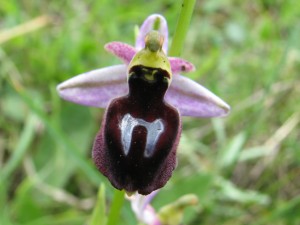 ophrys_ferrum-equinum