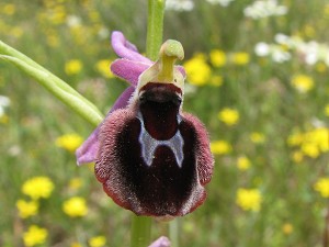 ophrys_ferrumequinum_x_spruneri