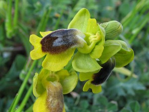 Ophrys lutea