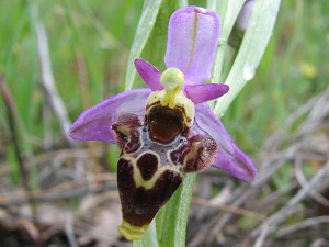 ophrys_oestrifera_sepioides