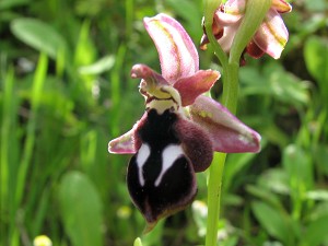 ophrys_reinholdii