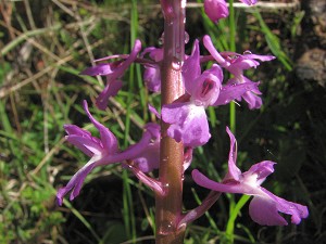 orchis_mascula_var_pinetorum