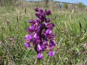 orchis_morio