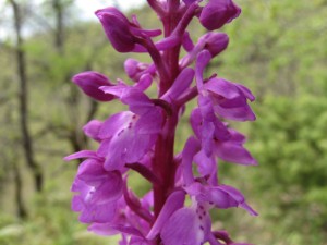 orchis pinetorum