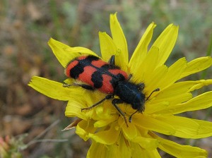 Zottiger Bienenk&auml;fer 