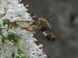 Hummelschw&auml;rmer