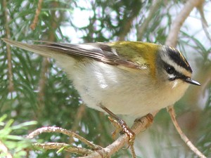 Sommergoldh&auml;hnchen