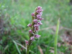 neotinea maculata