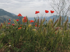 Strassen-Mohn