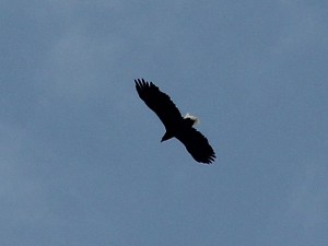 Seeadler