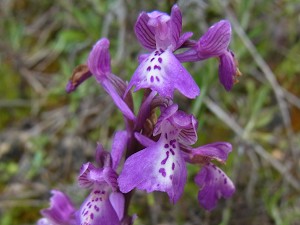 orchis_morio