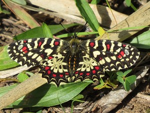 osterluzeifalter