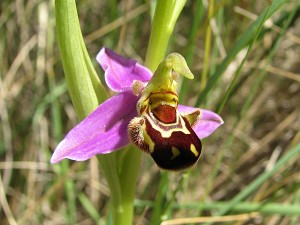 14ophrys_apifera