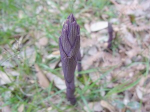 50limodorum_abortivum