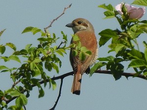 Neunt&ouml;ter-Weibchen