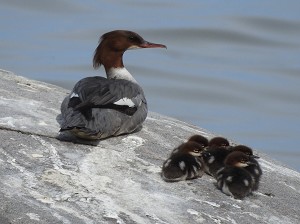 G&auml;nses&auml;ger
