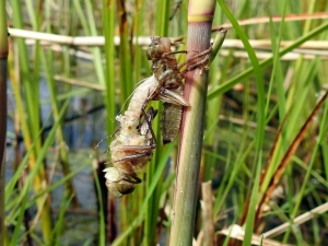 Libelle beim Schl&uuml;pfen