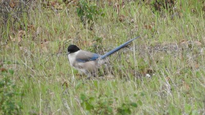 17blauelster