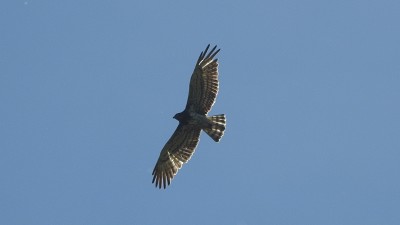 16schlangenadler