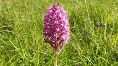 21anacamptis pyramidalis