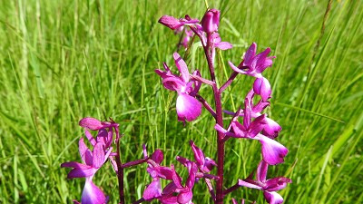 Orchis laxiflora