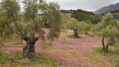 Olivenhain