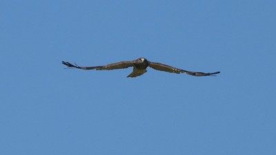 schlangenadler