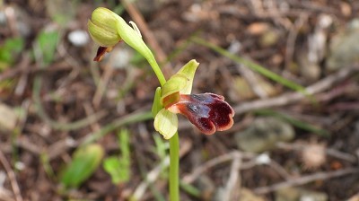 40ophrys_fusca_blitopertha