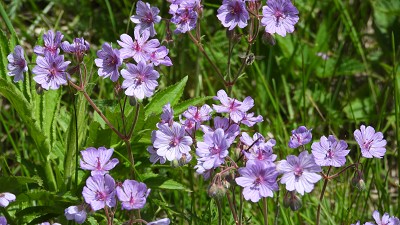 14storchschnabel