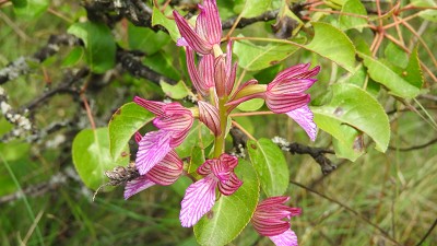 16anacamptis_papilionacea