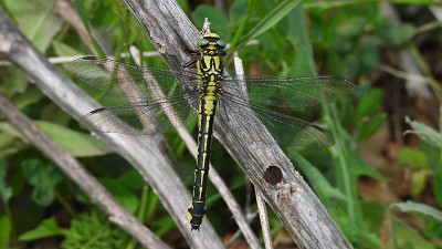 18libelle