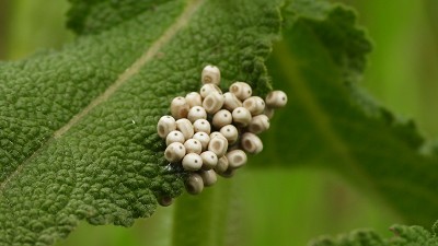 38eier-brombeereule