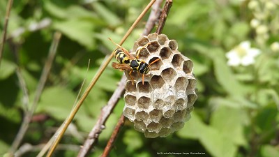 39gallische_feldwespe