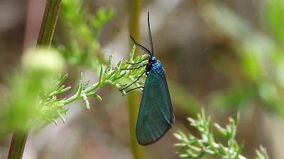 40gruenwidderchen