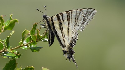 53segelfalter