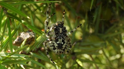 59radnetzspinne