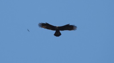 80kaiseradler