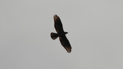 81wespenbussard