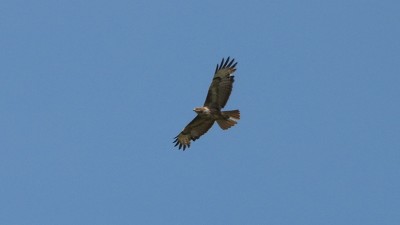 82maeusebussard