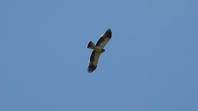 83zwergadler