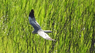86wiesenweihe