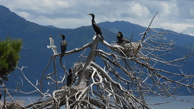 89kormoran