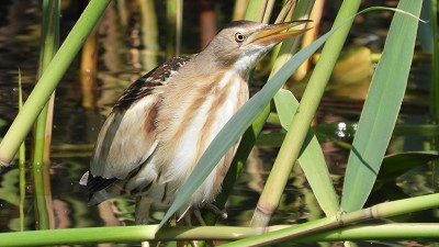 97zwergdommel