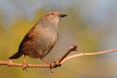 Dunnock. Barnwell Country Park, Oundle. UK