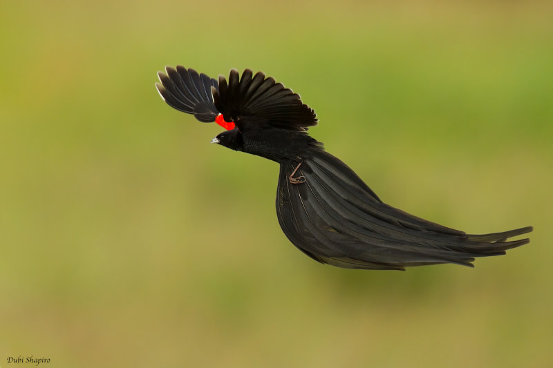 Long-tailed Widowbird (Weavers and Allies)