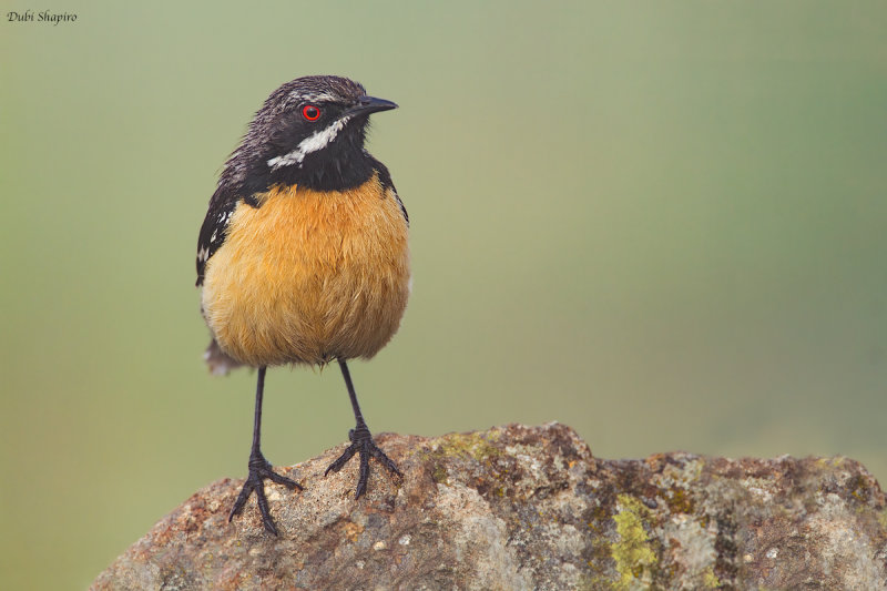 Drakensberg  Rockjumper (Rockjumpers)