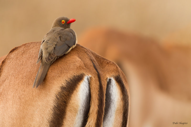 Red-billed Oxpecker (Oxpeckers)