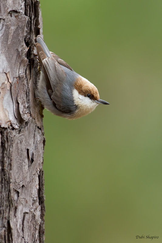 Brown-headed Nuthatch (Nuthatches)